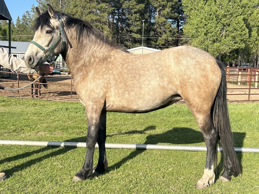 2023 Connemara Mare