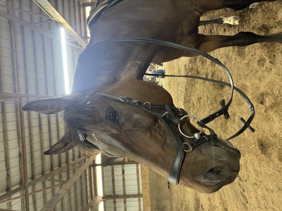 RAMBO MICKLEM Bridle Cob