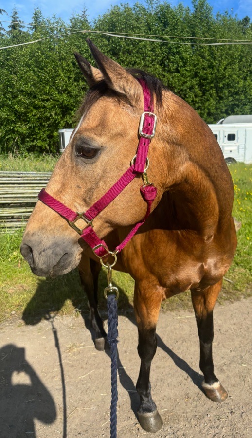 Magenta Weaver Halter 
