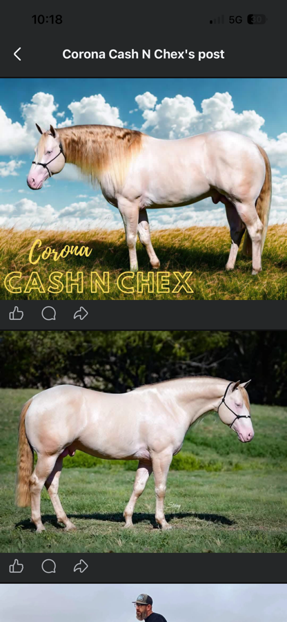 In utero foal for sale!
