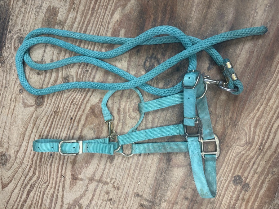 teal halter and leadrope