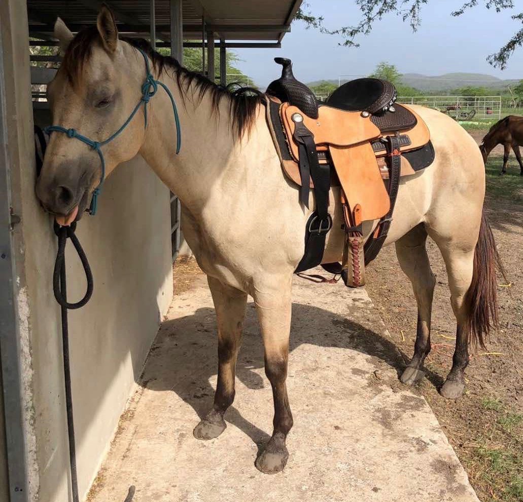 Mint 16" Billy Cook Roping Saddle (Full Package)