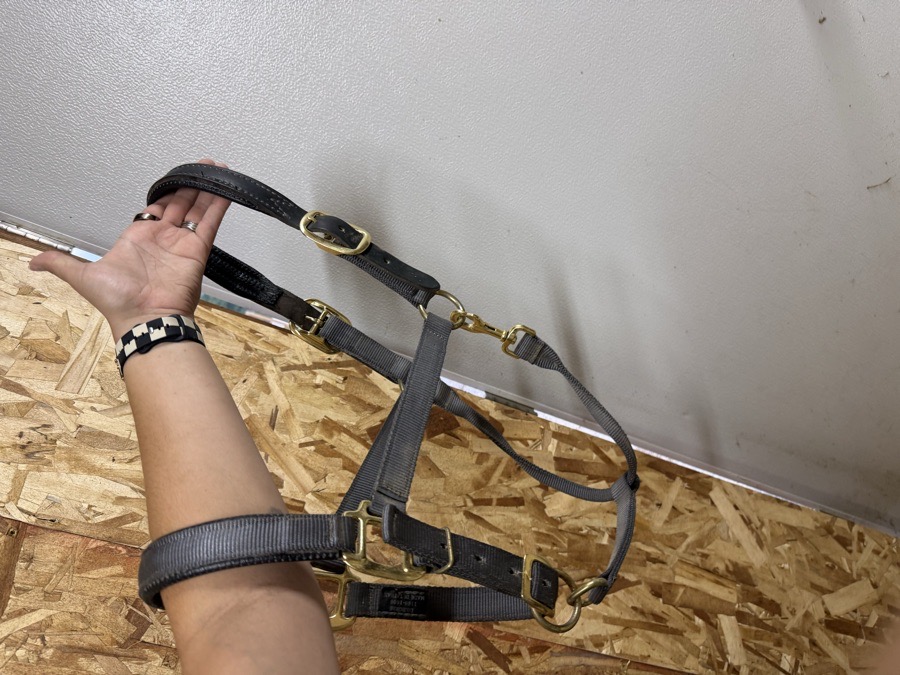 INTREPID Halter