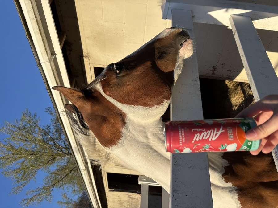 🌞 SPRING HORSE SALE! 🌸✨