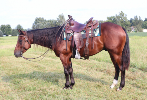 Irish TemptationFan (The Irishman), 3yo AQHA Quarter Horse gelding, 14.2hh