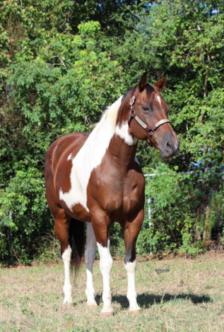 ONLY THE PRETTY ONES (Haley), 12yo APHA Paint mare, 15.3hh