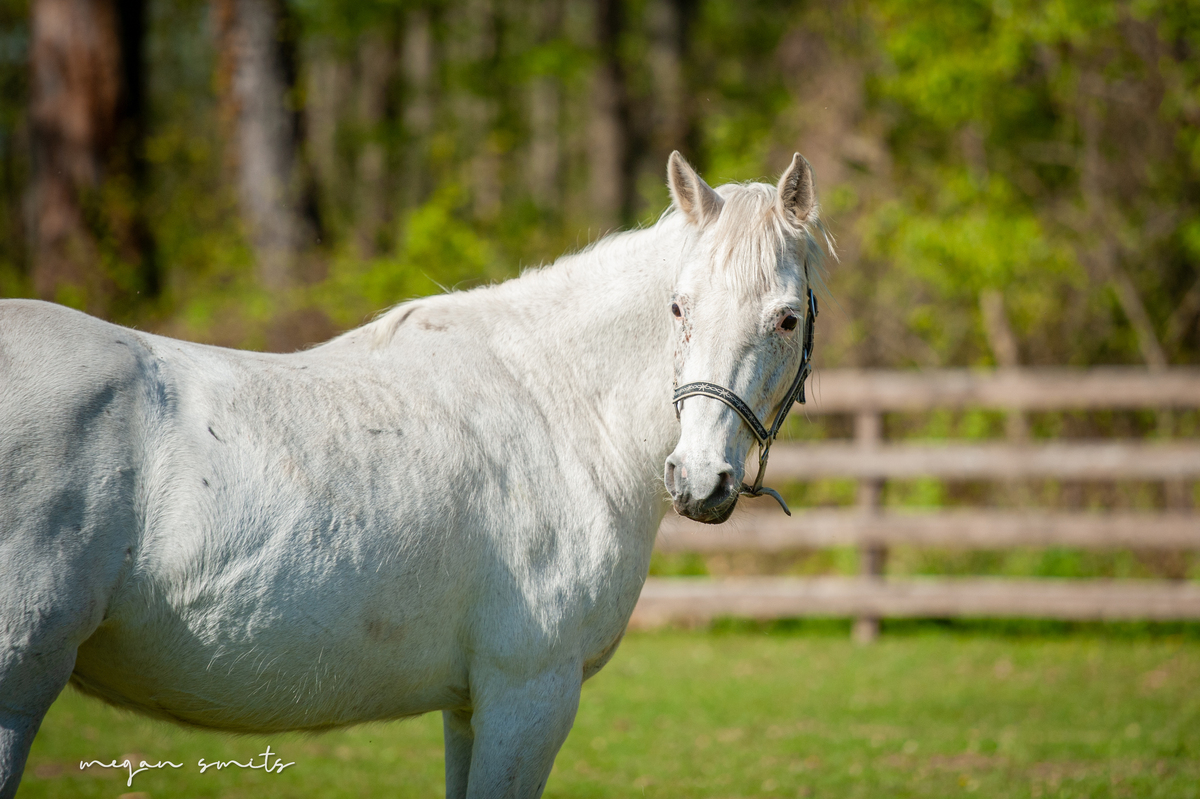 Eden, 17yo Appaloosa mare, 15.2hh
