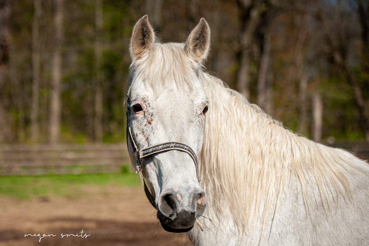 Eden, 17yo Appaloosa mare, 15.2hh