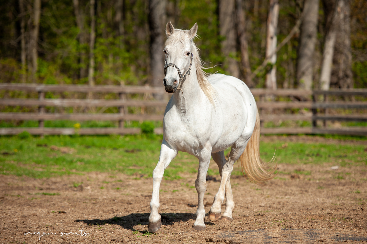 Eden, 17yo Appaloosa mare, 15.2hh