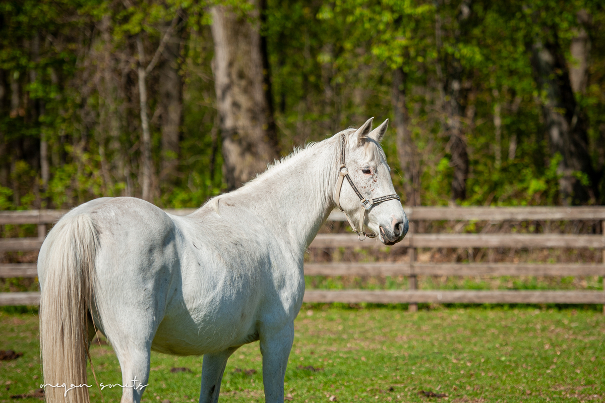 Eden, 17yo Appaloosa mare, 15.2hh