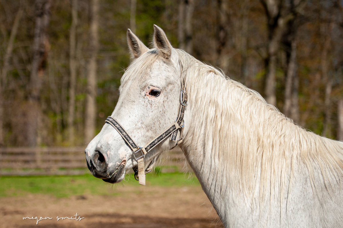 Eden, 17yo Appaloosa mare, 15.2hh