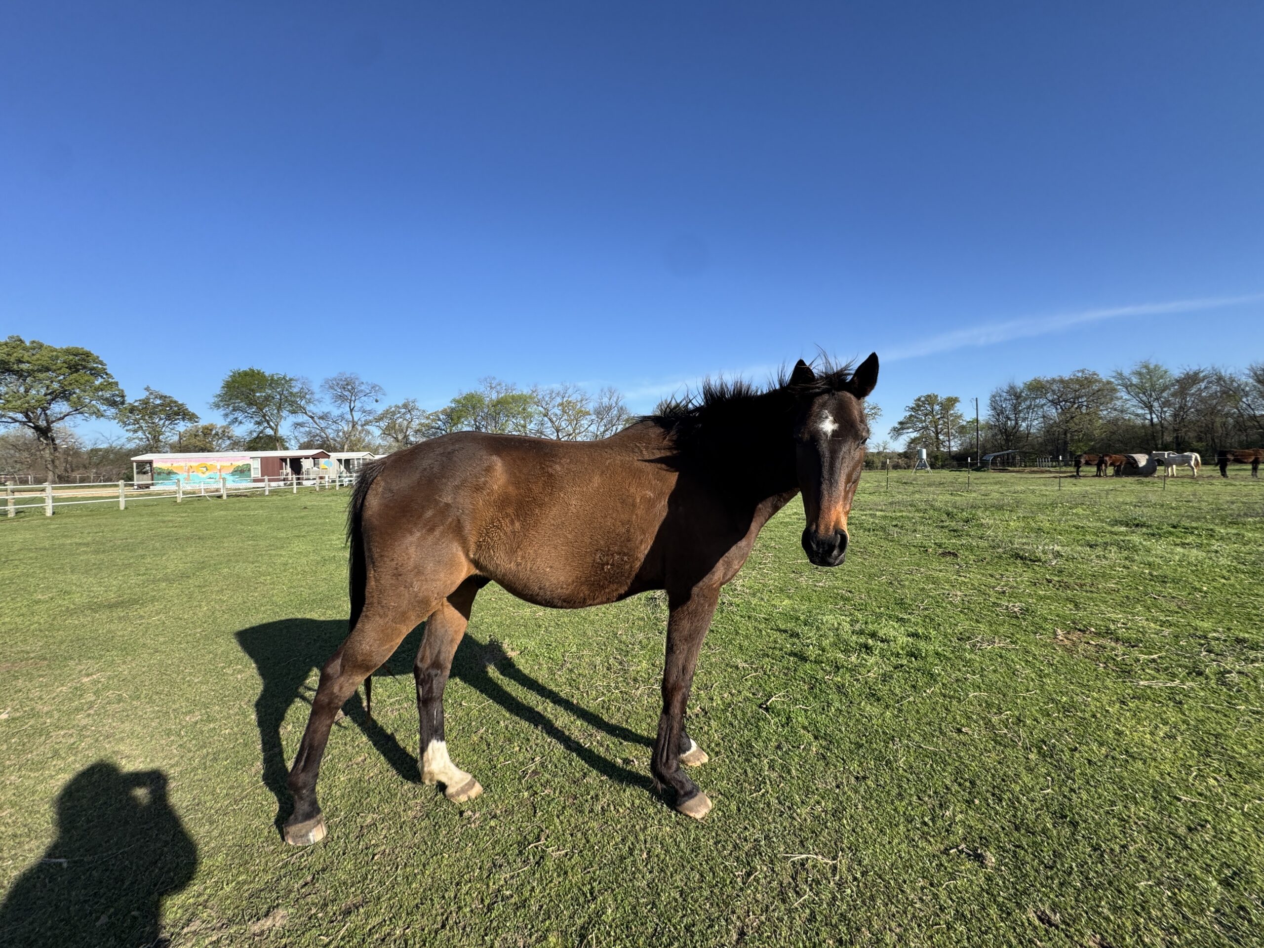 Katie’s Bad Boy, 15yo Thoroughbred gelding, 16hh