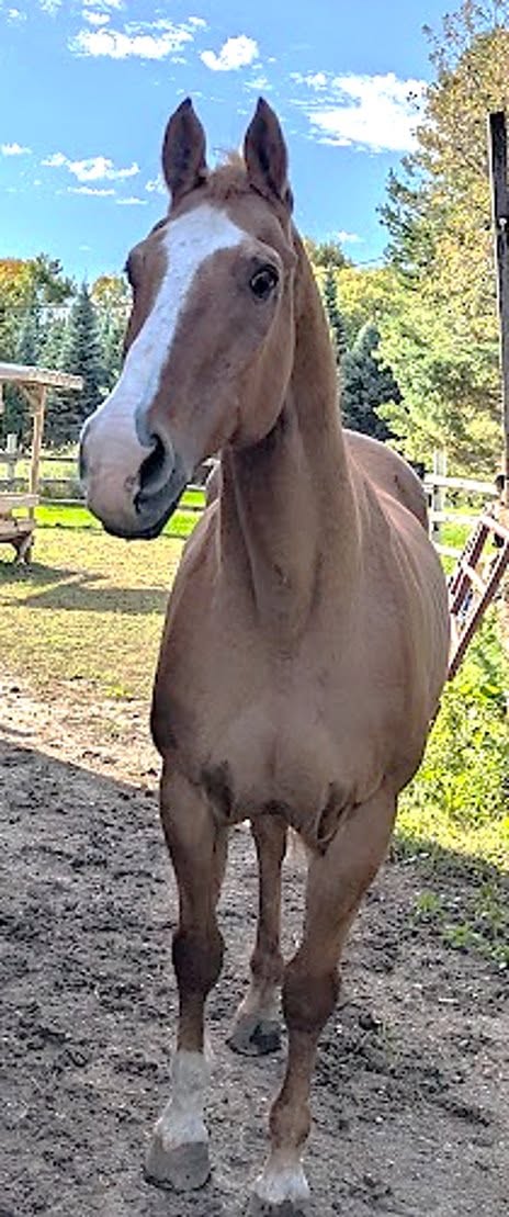 Ben, 26yo Quarter Horse gelding, 16.0hh