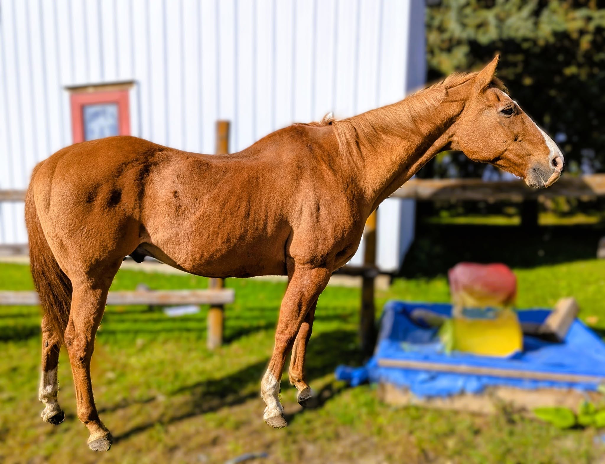 Ben, 26yo Quarter Horse gelding, 16.0hh