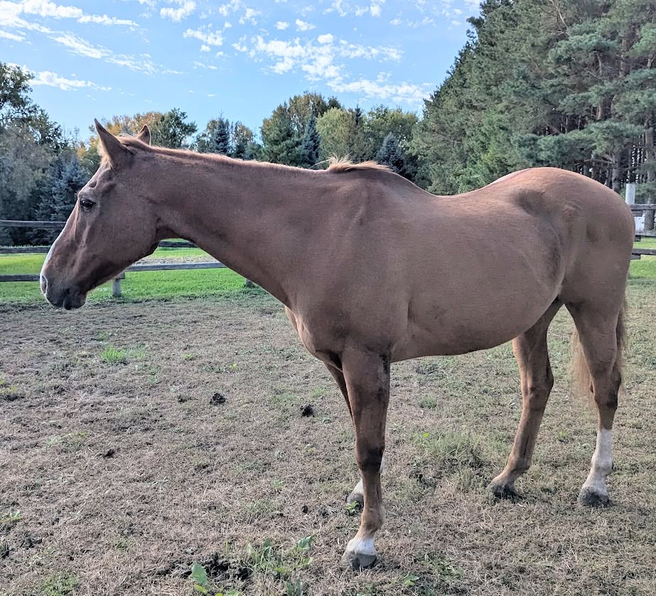 Ben, 26yo Quarter Horse gelding, 16.0hh