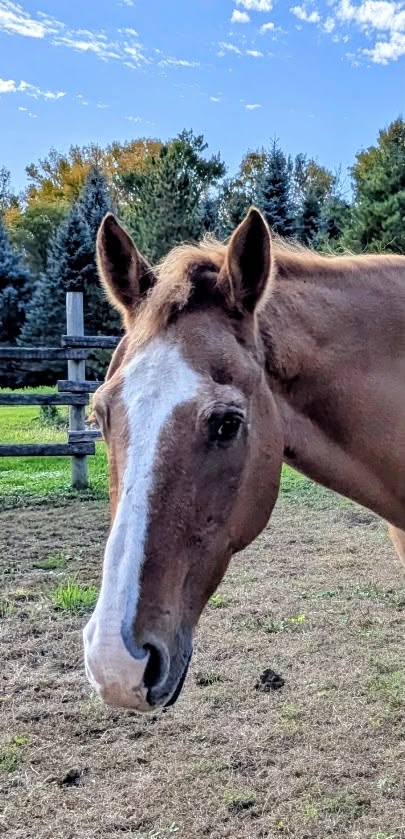 Ben, 26yo Quarter Horse gelding, 16.0hh