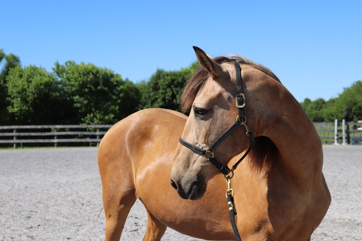 Dorothy, 20yo American Quarter Horse mare, 14.3hh