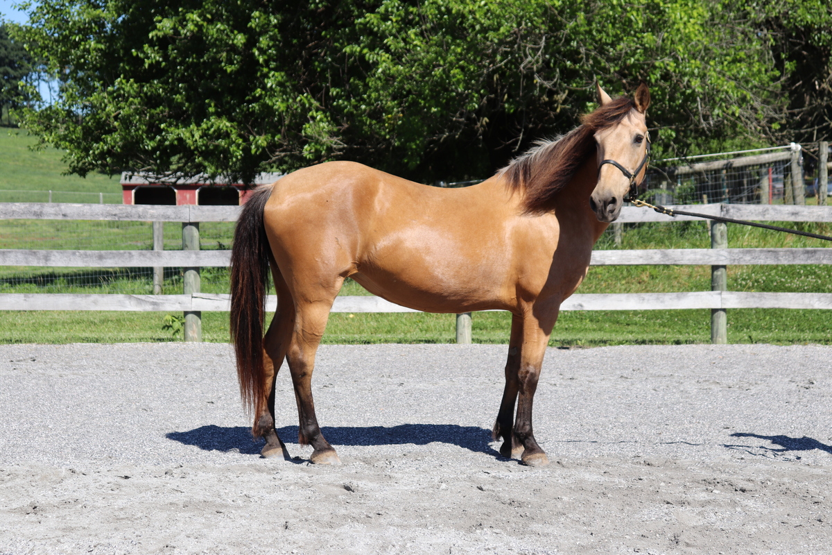 Dorothy, 20yo American Quarter Horse mare, 14.3hh