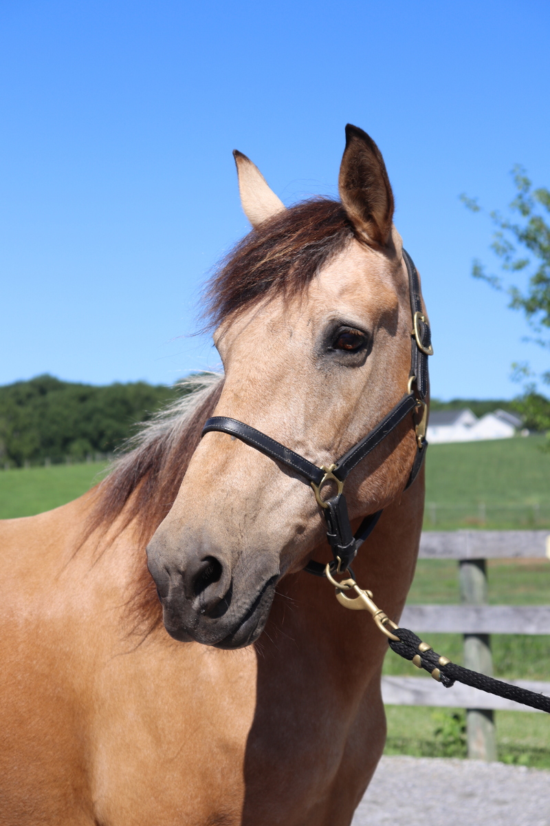 Dorothy, 20yo American Quarter Horse mare, 14.3hh