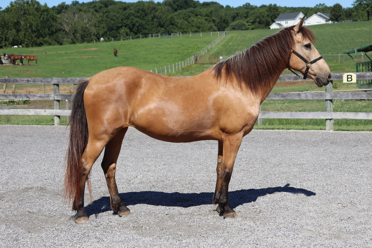 Dorothy, 20yo American Quarter Horse mare, 14.3hh