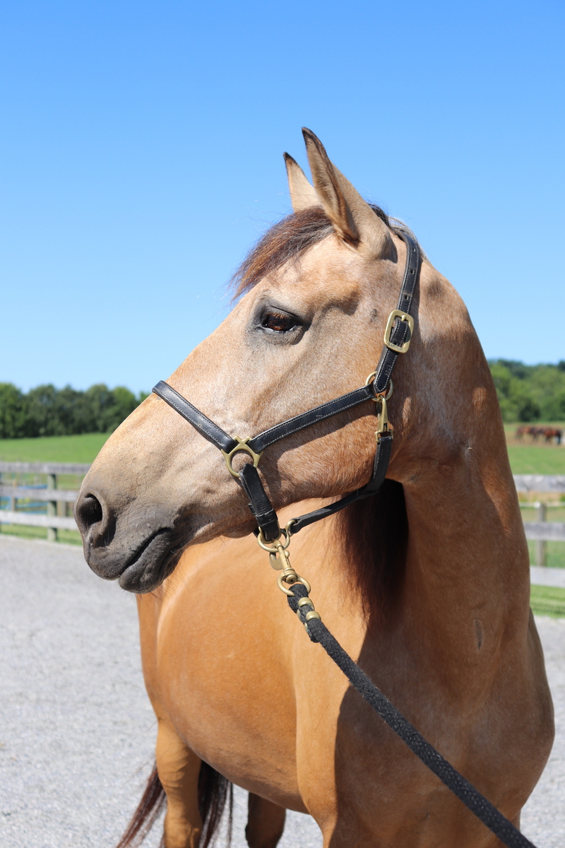 Dorothy, 20yo American Quarter Horse mare, 14.3hh