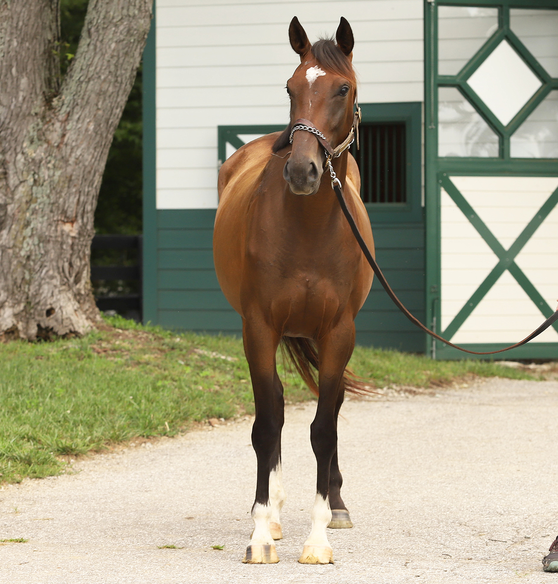 Float Trip, 3yo Thoroughbred filly, 16.0hh