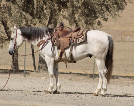 CASPER, 14yo AQHA Quarter Horse gelding, 15.0hh