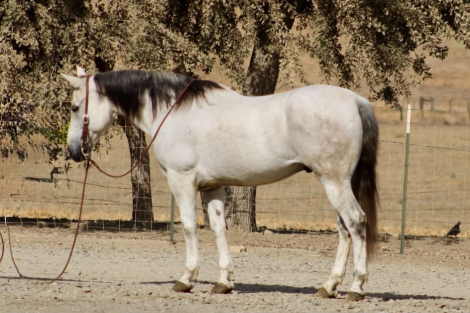 CASPER, 14yo AQHA Quarter Horse gelding, 15.0hh