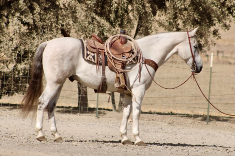CASPER, 14yo AQHA Quarter Horse gelding, 15.0hh