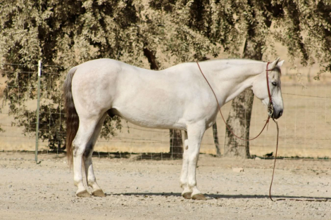 CASPER, 14yo AQHA Quarter Horse gelding, 15.0hh