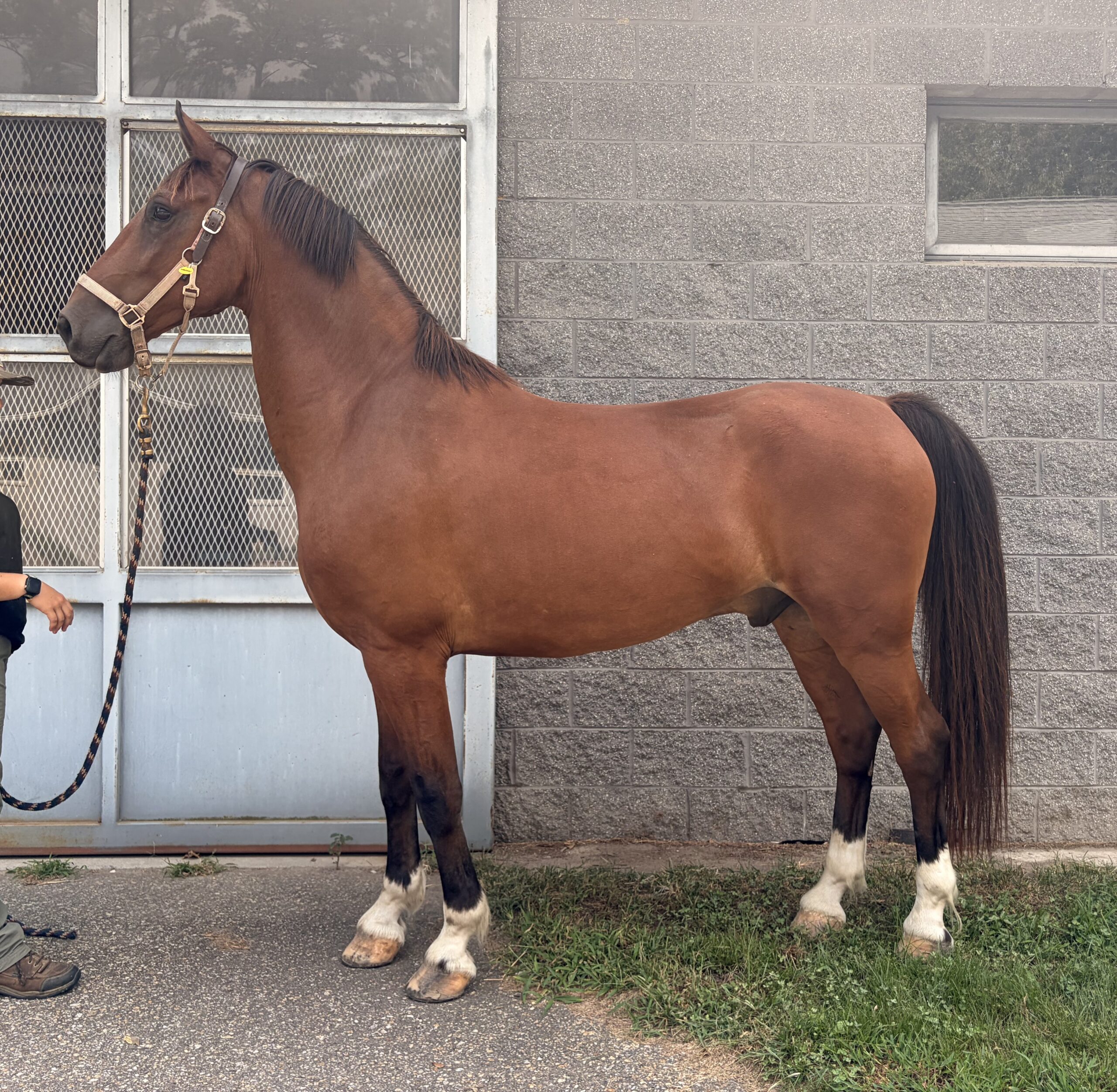 Rooster, 2yo Other gelding, 15hh