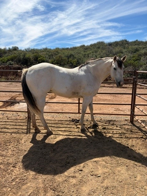 Registered Quarter Horse, Quarter Horse mare