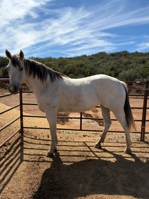 Registered Quarter Horse, Quarter Horse mare