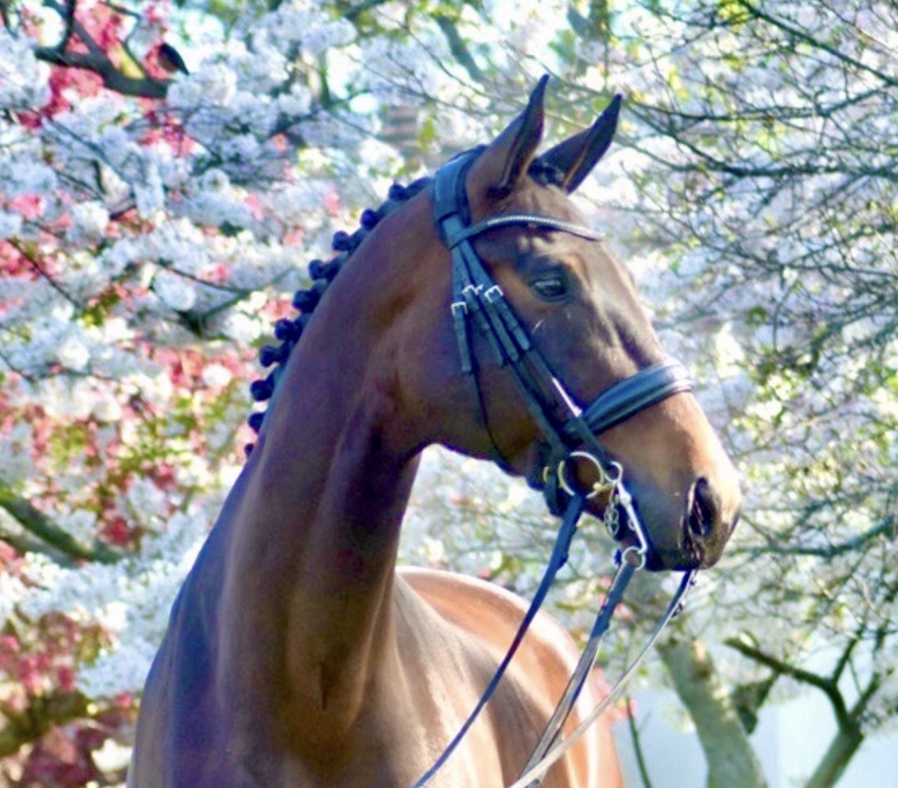 Parlay, 13yo Danish Warmblood gelding, 17.0hh
