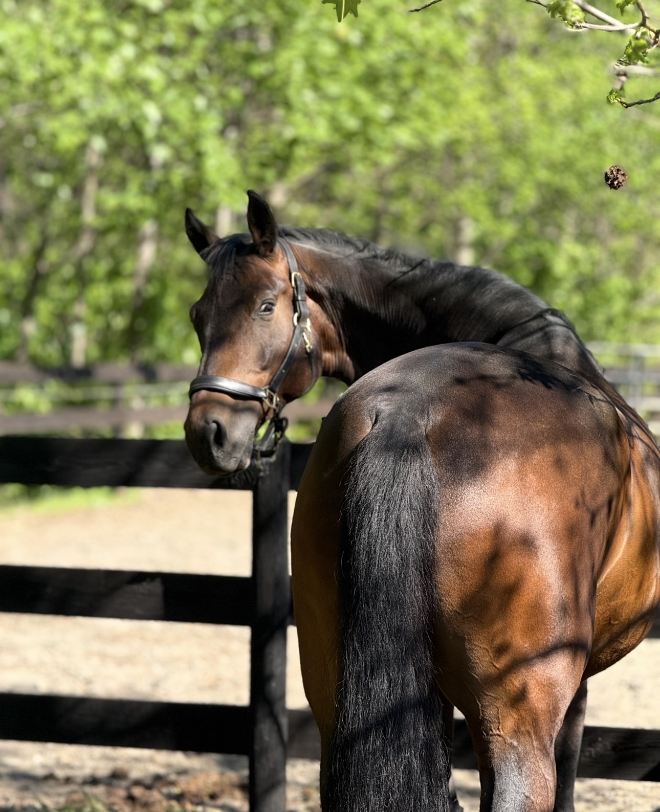 Parlay, 13yo Danish Warmblood gelding, 17.0hh