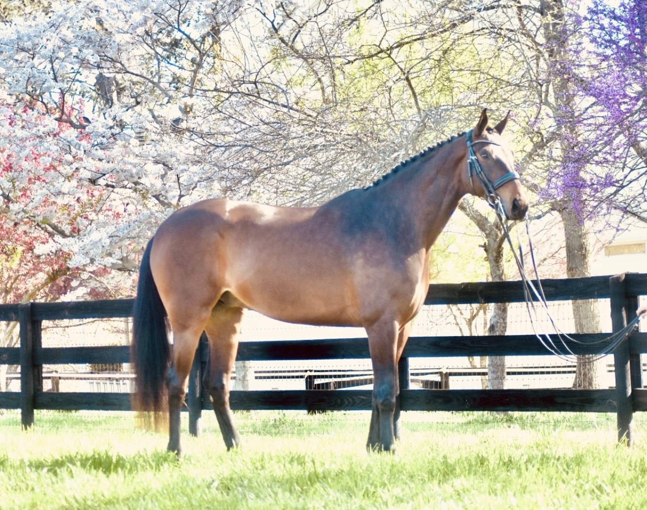 Parlay, 13yo Danish Warmblood gelding, 17.0hh