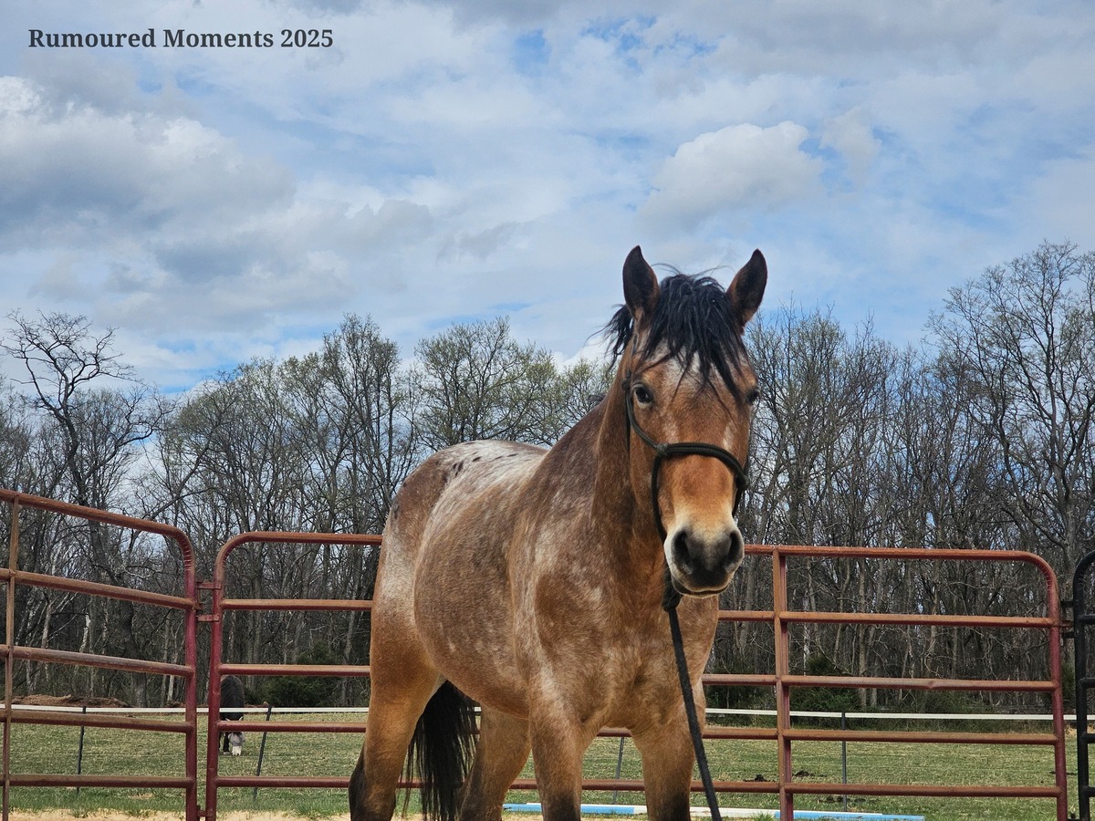 Donatello, 7yo Appaloosa gelding, 14.2hh