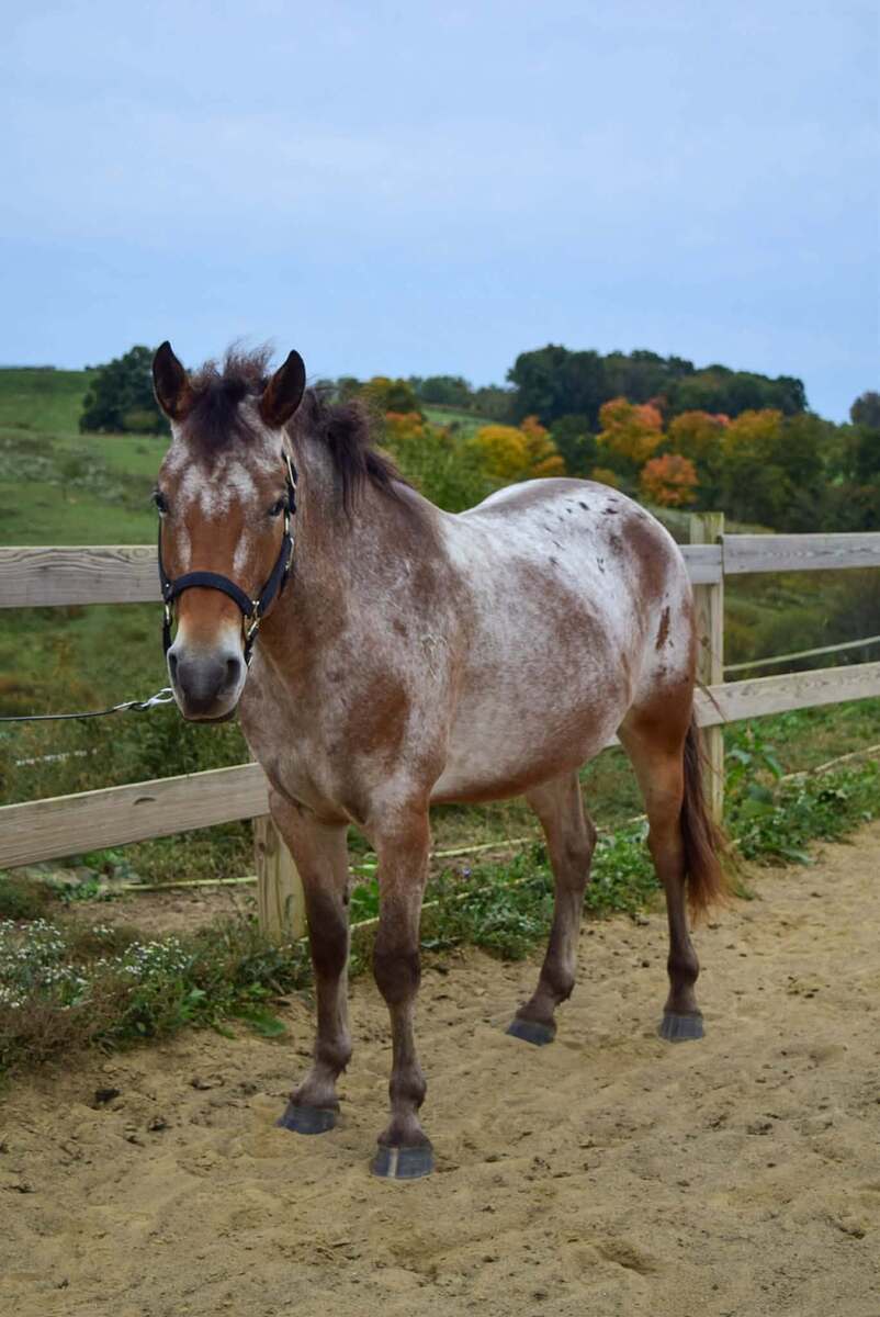 Donatello, 7yo Appaloosa gelding, 14.2hh