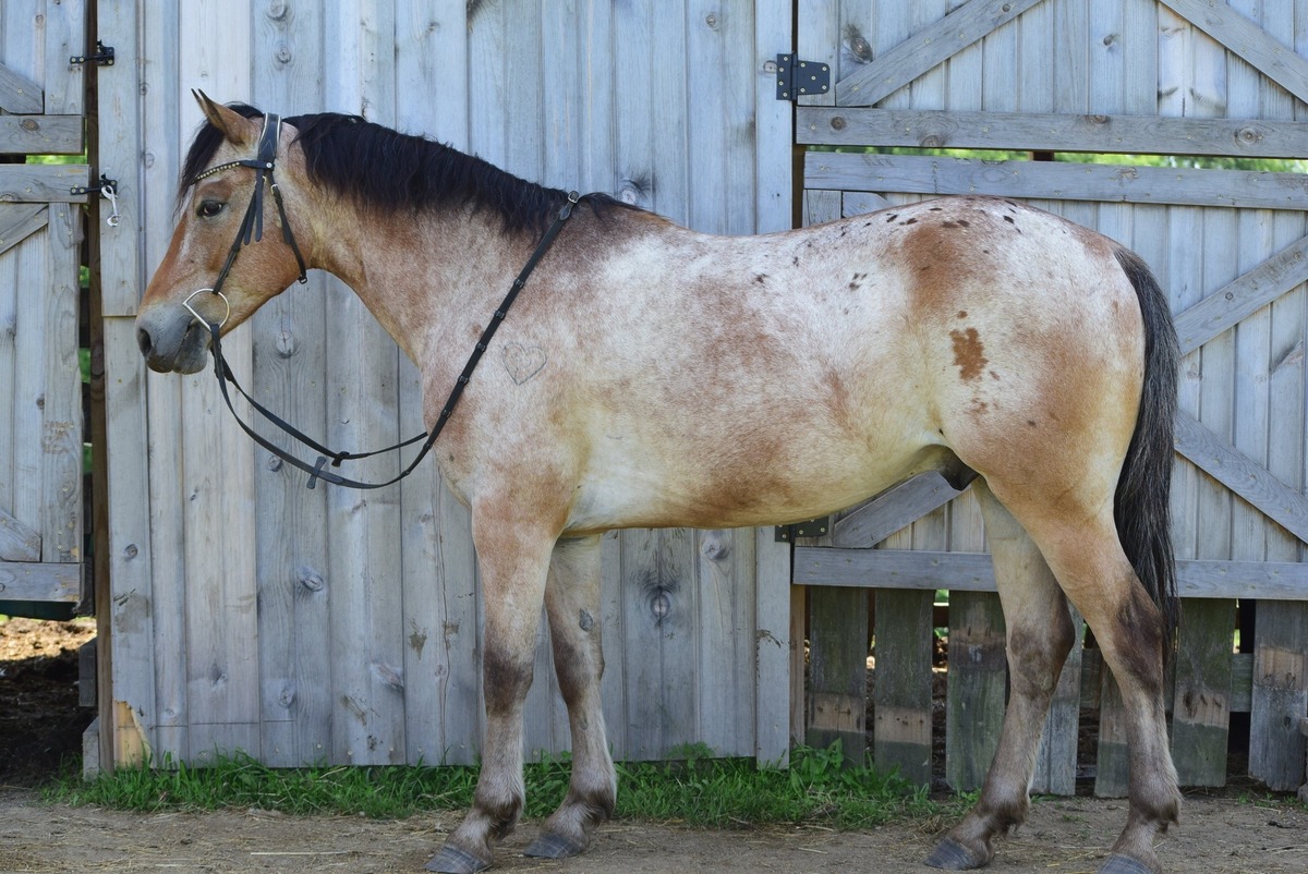 Donatello, 7yo Appaloosa gelding, 14.2hh