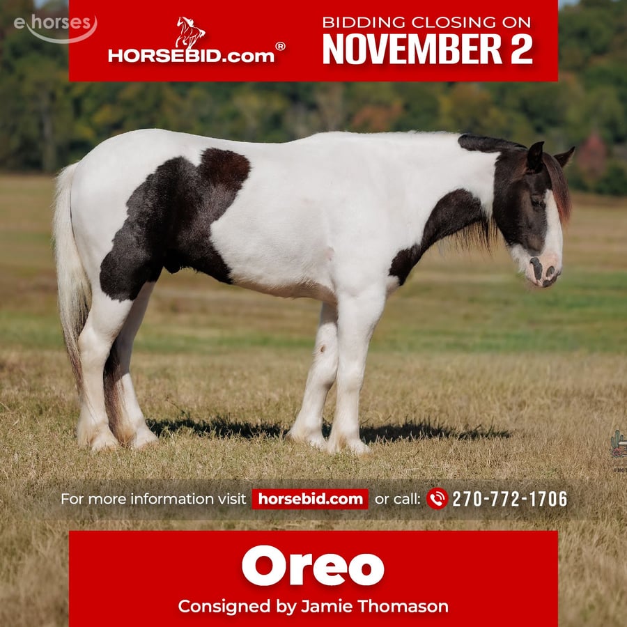 Gypsy Horse, 5yo Gypsy Horse gelding, 12hh