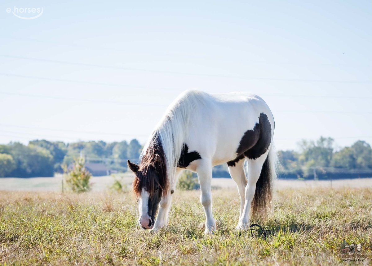 Gypsy Horse, 5yo Gypsy Horse gelding, 12hh