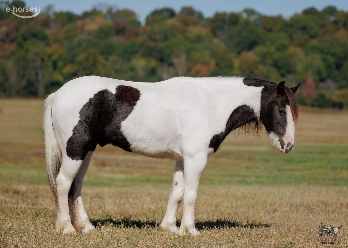Gypsy Horse, 5yo Gypsy Horse gelding, 12hh