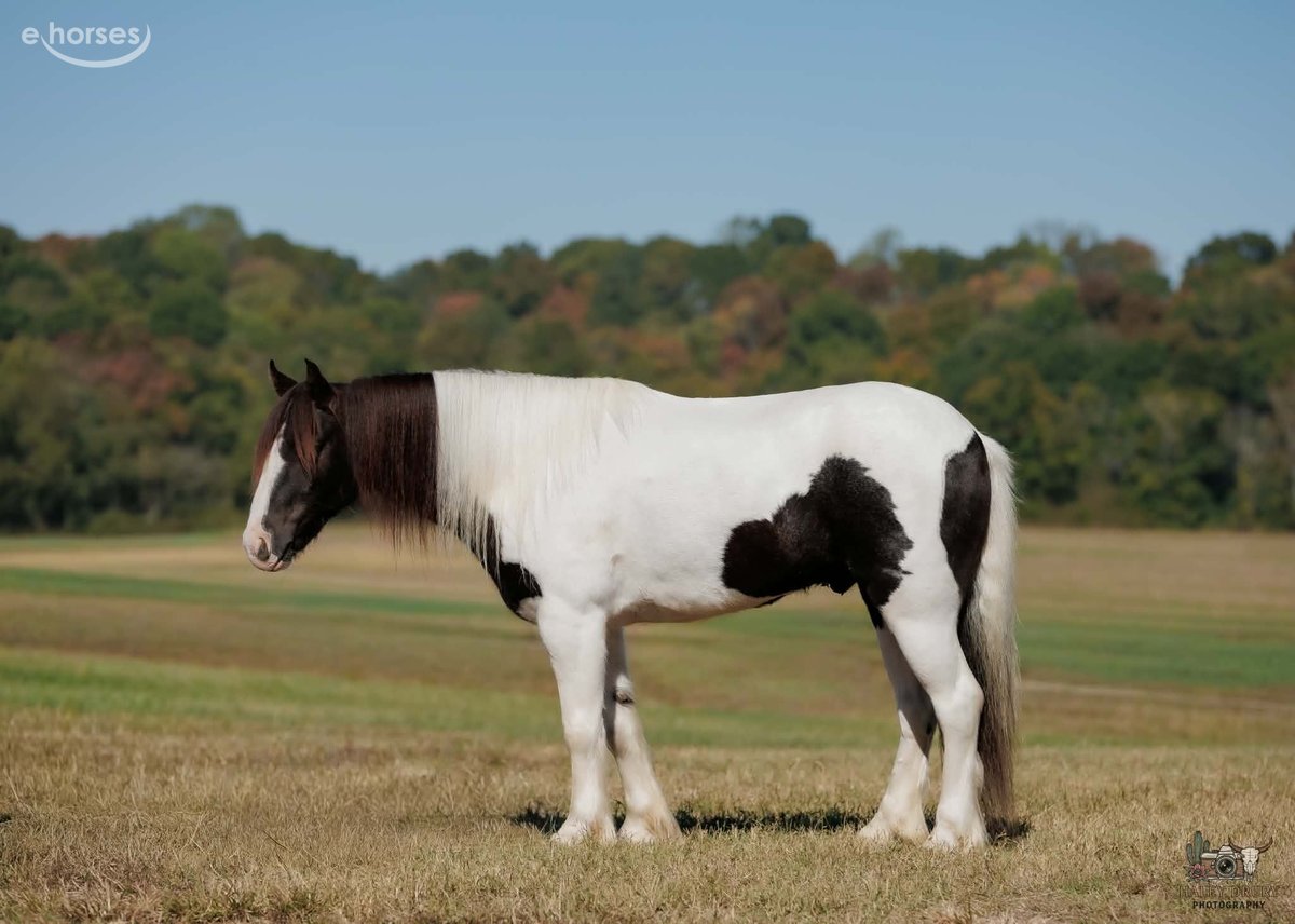 Gypsy Horse, 5yo Gypsy Horse gelding, 12hh