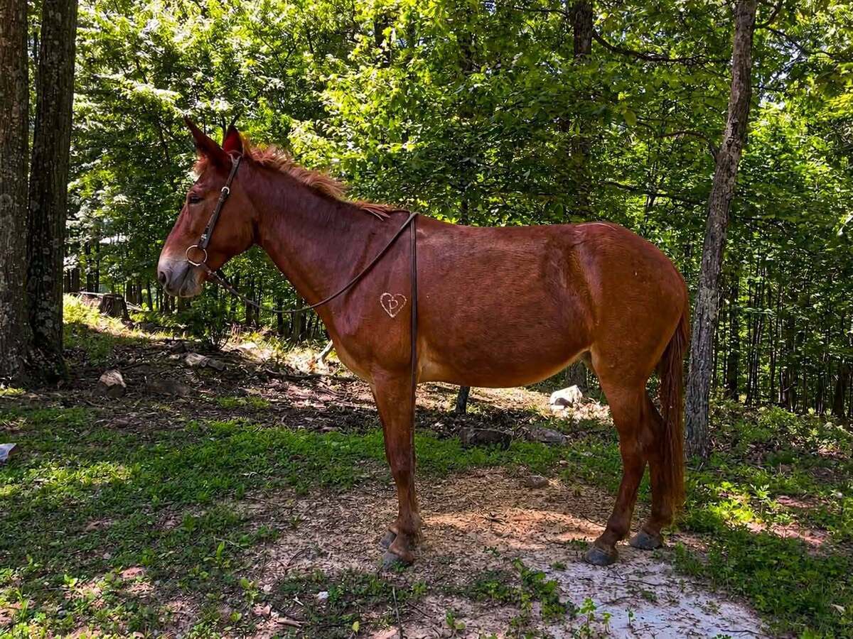 Twixt - 365 Division, 13yo Mule mare, 14.1hh