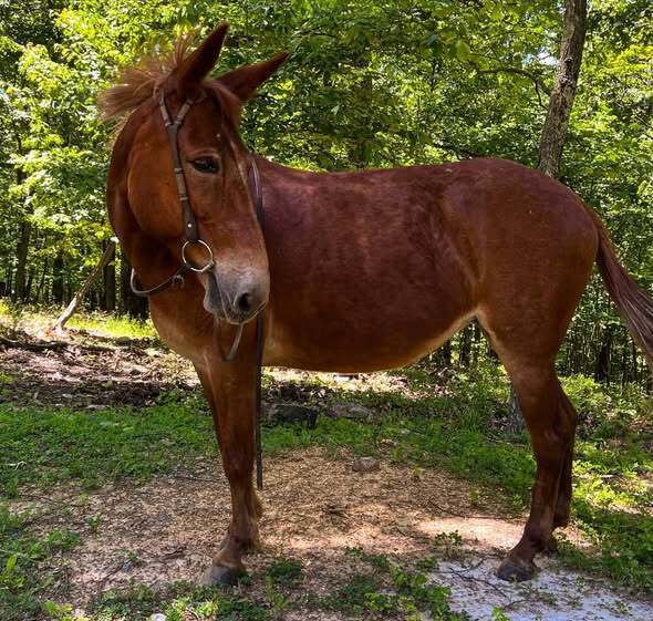 Twixt - 365 Division, 13yo Mule mare, 14.1hh