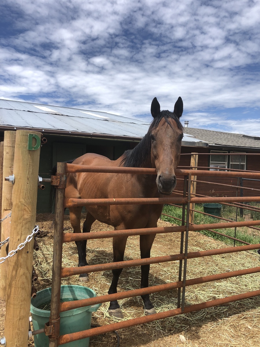Darcy, 14yo Thoroughbred gelding, 16.2hh