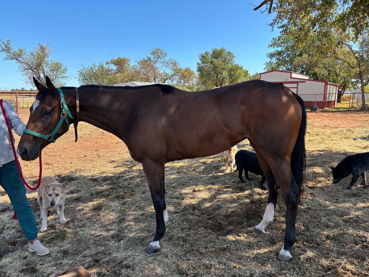 News Too Serious, 3yo Thoroughbred filly, 15.2hh