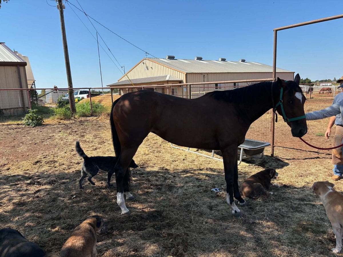 News Too Serious, 3yo Thoroughbred filly, 15.2hh