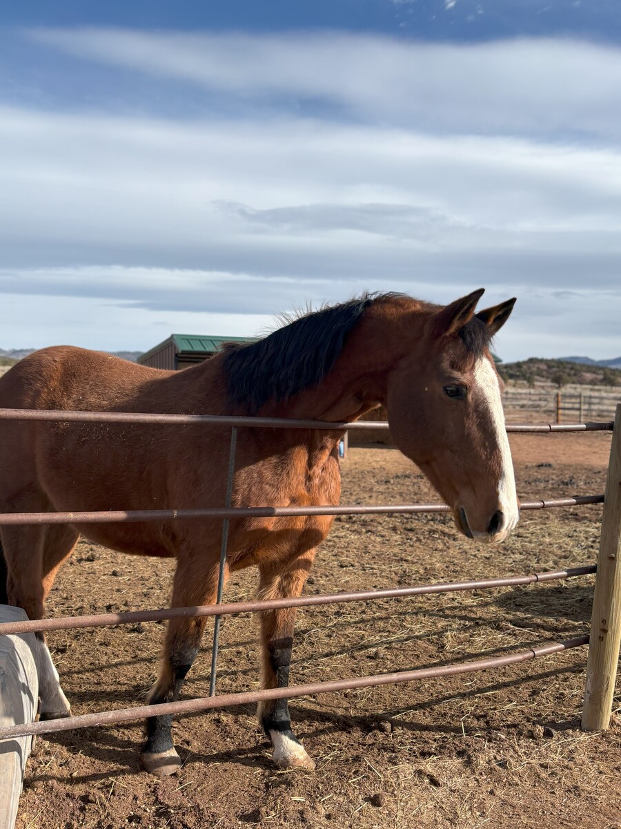 Rebel, 26yo gelding, 15.0hh