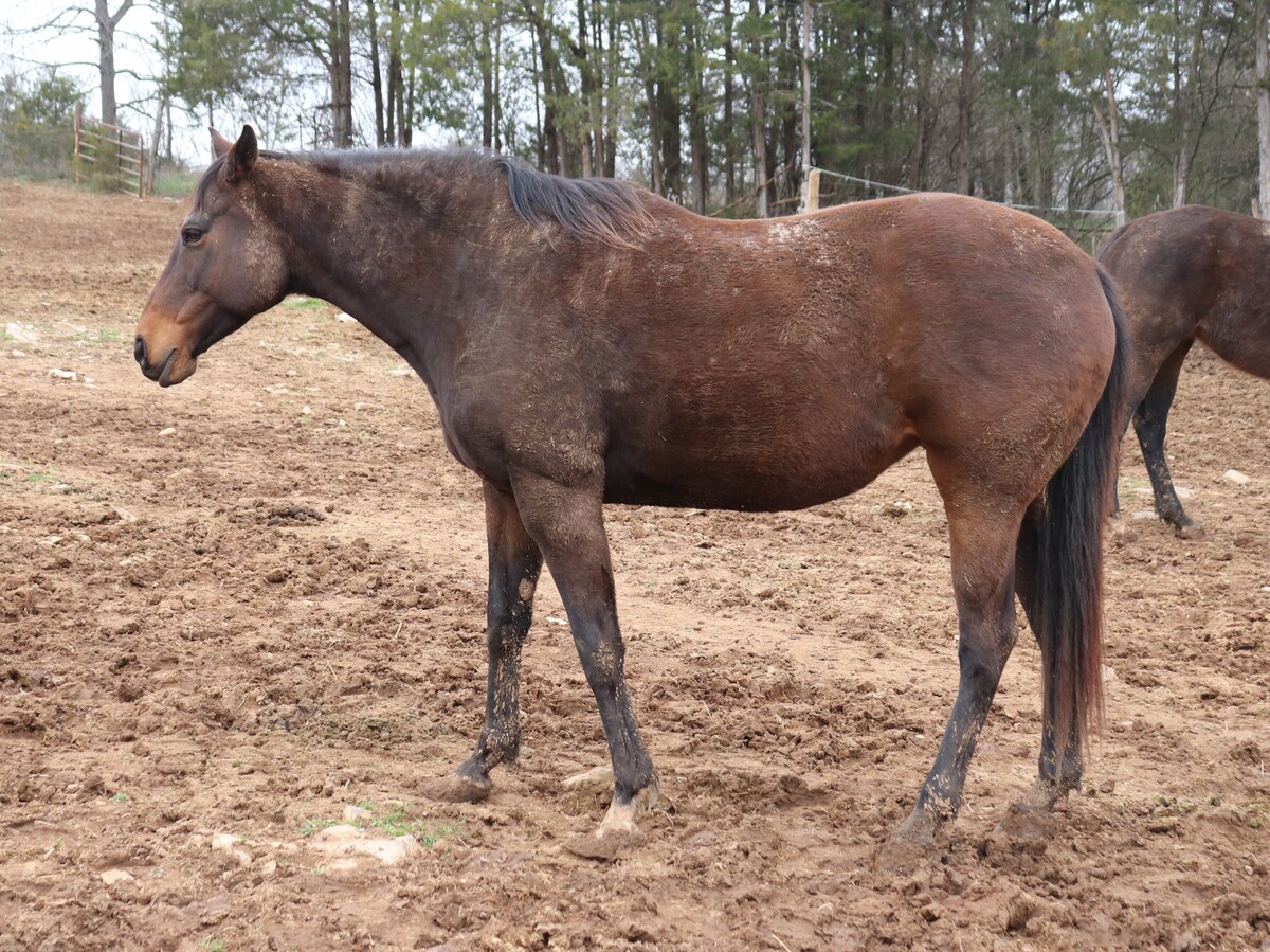 Astrid, 12yo Thoroughbred mare, 15.1hh